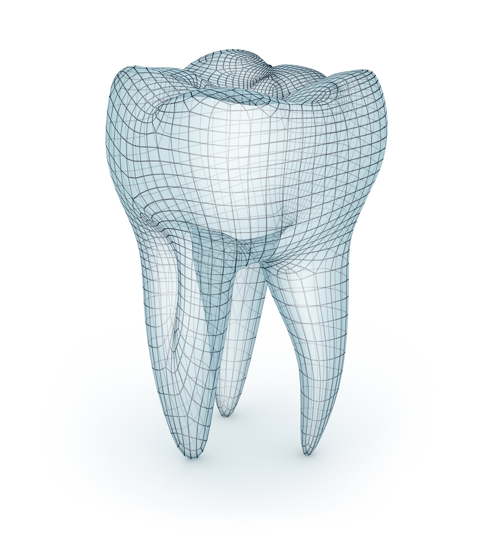 Зуб полигональная модель